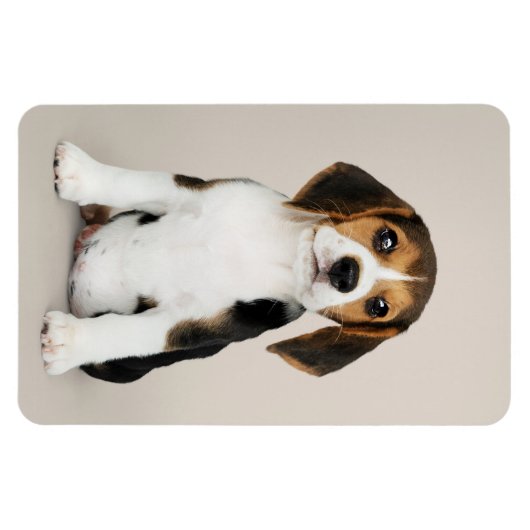 Beagle Puppy, Oh zo stom Magneet (Horizontaal)