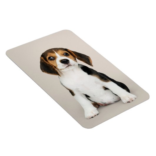 Beagle Puppy, Oh zo stom Magneet (Rechterzijde)