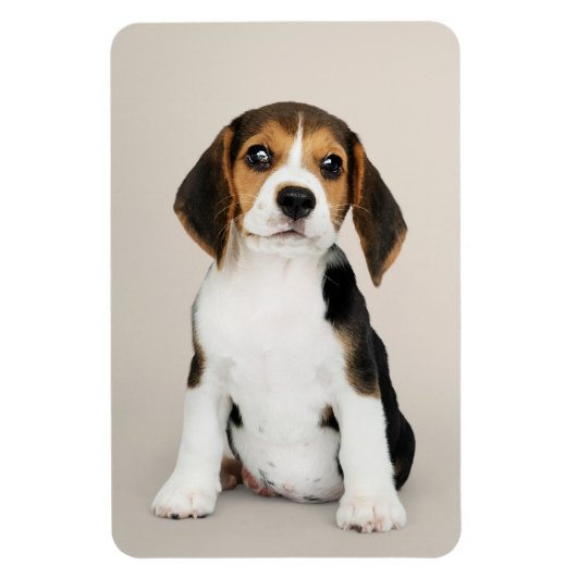 Beagle Puppy, Oh zo stom Magneet (Verticaal)