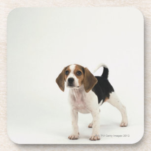 Beagle puppy onderzetter