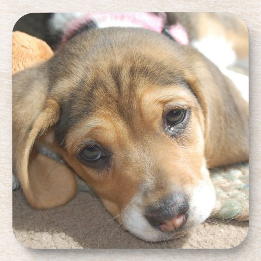 Beagle Puppy Onderzetters (Voorkant)