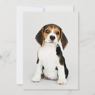 Beagle Puppy, ongelooflijk schattig Kaart