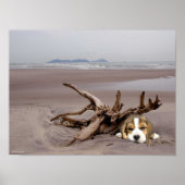 Beagle puppy op het strand Poster (Voorkant)
