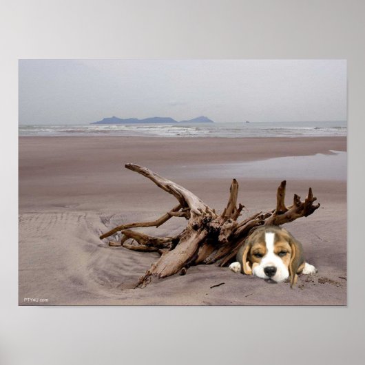 Beagle puppy op het strand Poster (Voorkant)