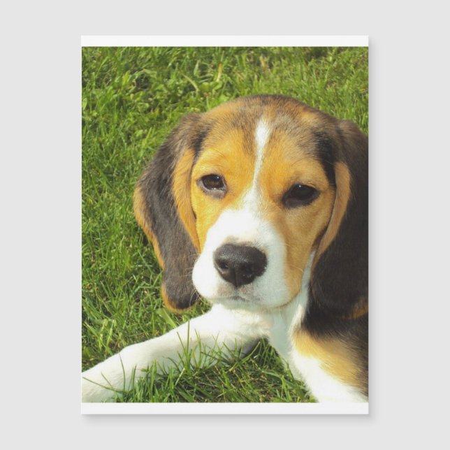 Beagle puppy.png (Voorkant)