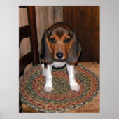 Beagle Puppy Poster (Voorkant)