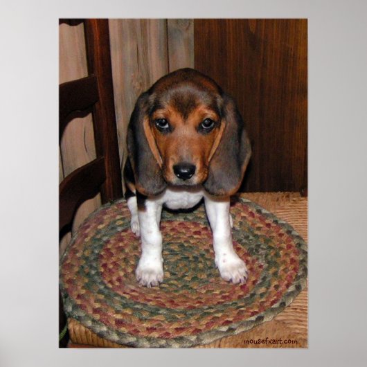 Beagle Puppy Poster (Voorkant)