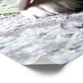 Beagle Puppy Poster (Hoek)