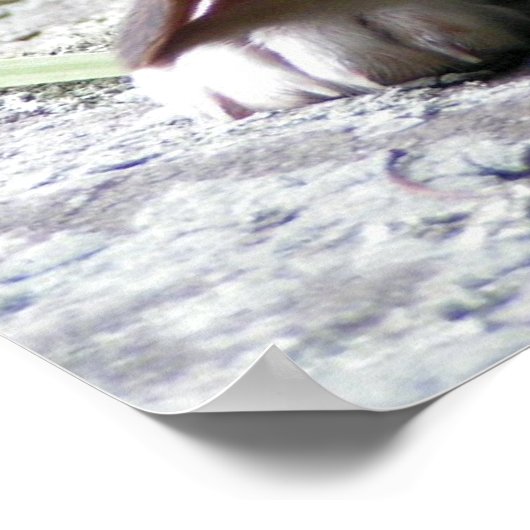 Beagle Puppy Poster (Hoek)