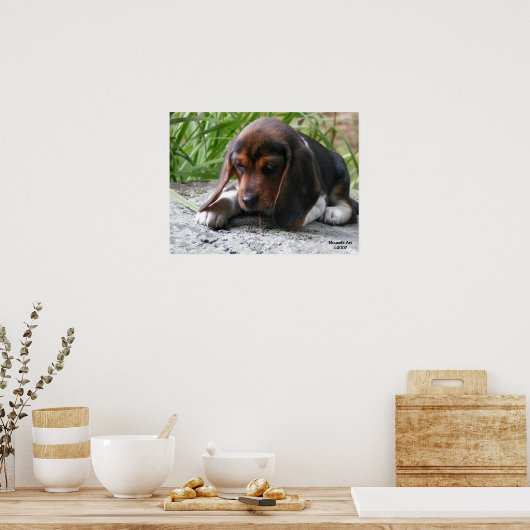 Beagle Puppy Poster (Keuken)