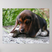 Beagle Puppy Poster (Voorkant)
