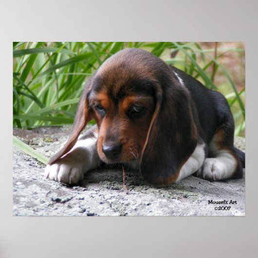 Beagle Puppy Poster (Voorkant)