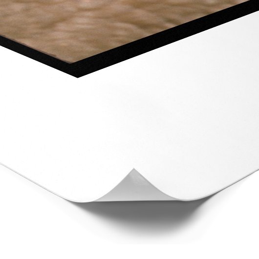 Beagle Puppy Poster (Hoek)