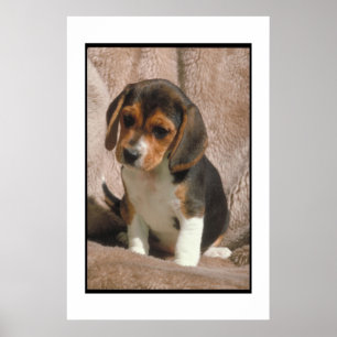 Beagle Puppy Poster