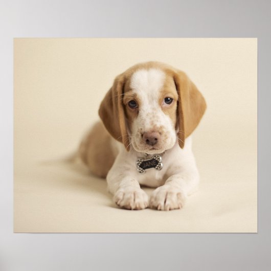 Beagle Puppy Poster (Voorkant)