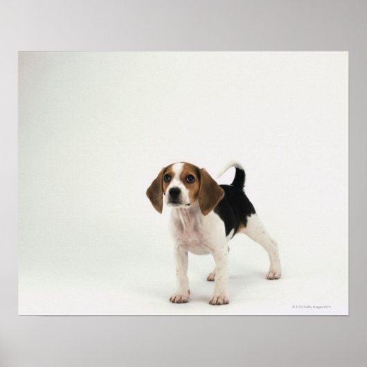 Beagle puppy poster (Voorkant)