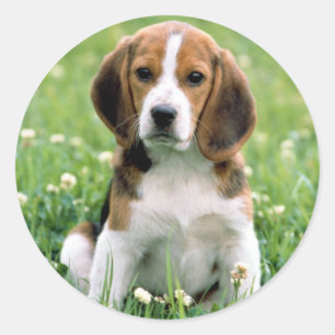 Beagle Puppy Ronde Sticker