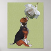 Beagle Puppy Smelling White Rose Poster (Voorkant)