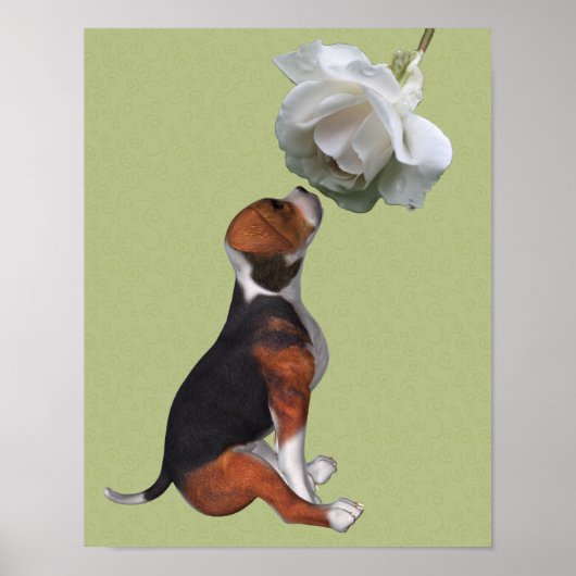 Beagle Puppy Smelling White Rose Poster (Voorkant)