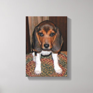 Beagle Puppy Verpakt Canvas Afdruk
