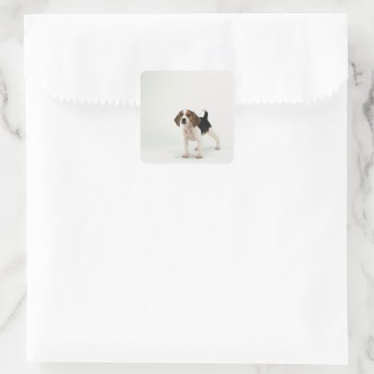 Beagle puppy vierkante sticker (Tas)