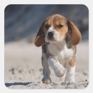 Beagle puppy vierkante sticker