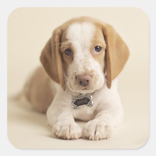 Beagle Puppy Vierkante Sticker (Voorkant)