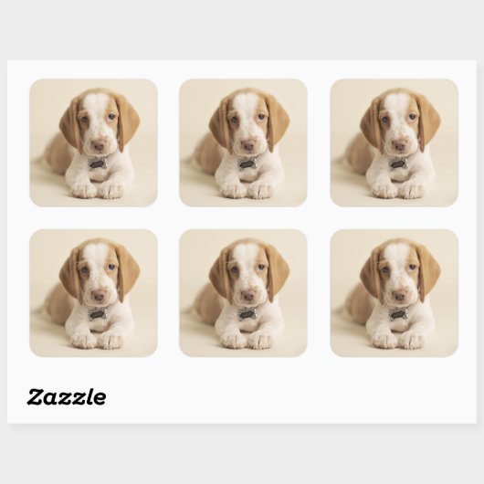 Beagle Puppy Vierkante Sticker (Vel)