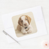 Beagle Puppy Vierkante Sticker (Envelop)