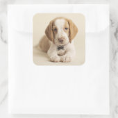 Beagle Puppy Vierkante Sticker (Tas)