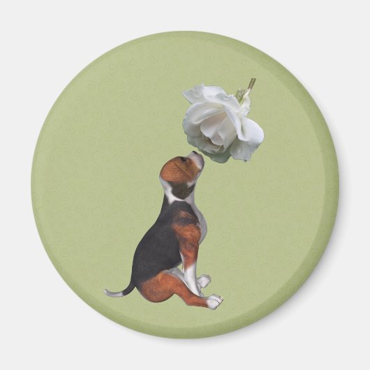 Beagle Puppy White Rose Animal Magnet (Voorkant)