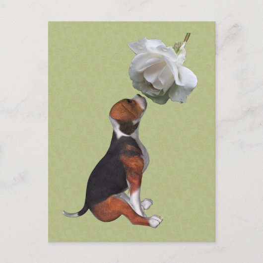 Beagle Puppy White Rose Cute Dog Briefkaart (Voorkant)