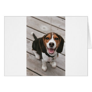 Beagle_puppy zit.png