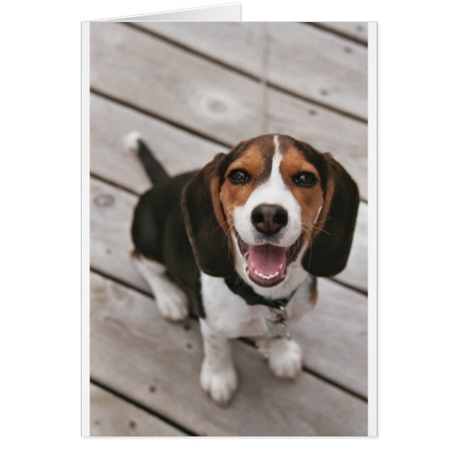 Beagle_puppy zit.png (Voorkant)