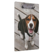 Beagle_puppy zittende klembord (Rechts)