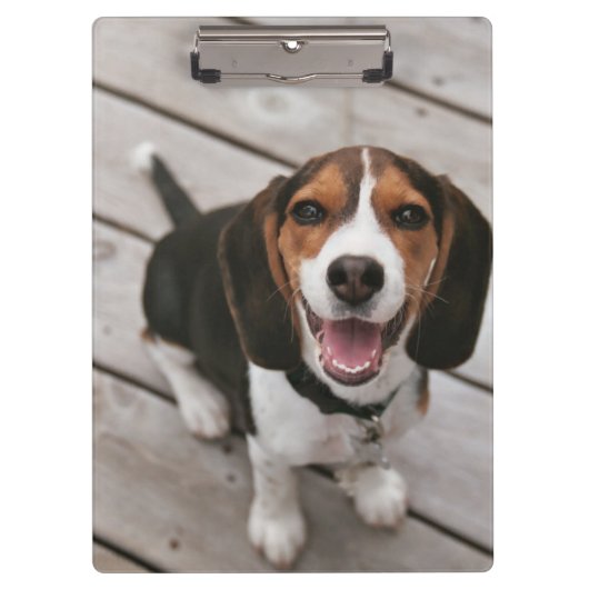 Beagle_puppy zittende klembord (Voorkant)