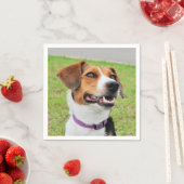 Beagle Servet (Insitu)