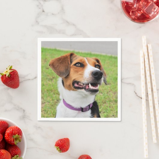 Beagle Servet (Insitu)