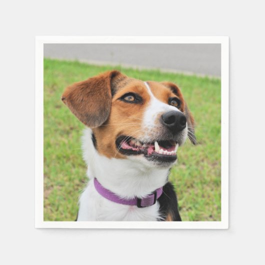 Beagle Servet (Voorkant)