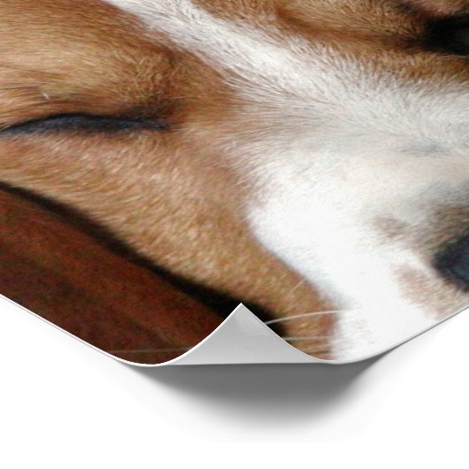 Beagle Snoozing Print (Hoek)