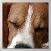 Beagle Snoozing Print (Voorkant)