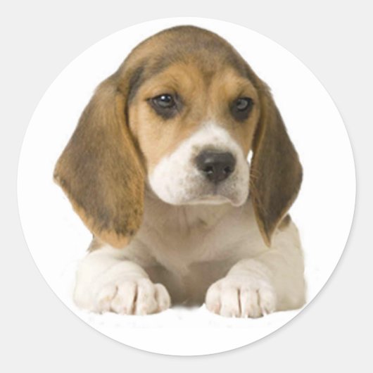 Beagle Sticker (Voorkant)