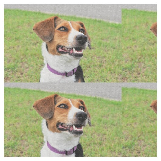 Beagle Stof (Close Up)