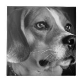 Beagle Tegeltje (Voorkant)