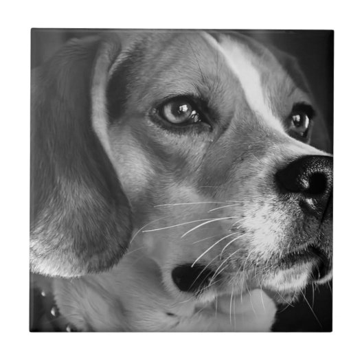 Beagle Tegeltje (Voorkant)