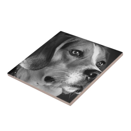 Beagle Tegeltje (Zijkant)