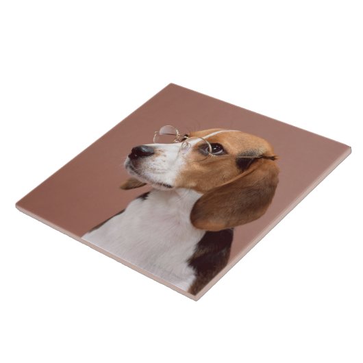 Beagle Tegeltje (Zijkant)
