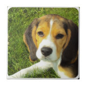 Beagle Tile Tegeltje (Voorkant)