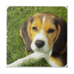 Beagle Tile Tegeltje