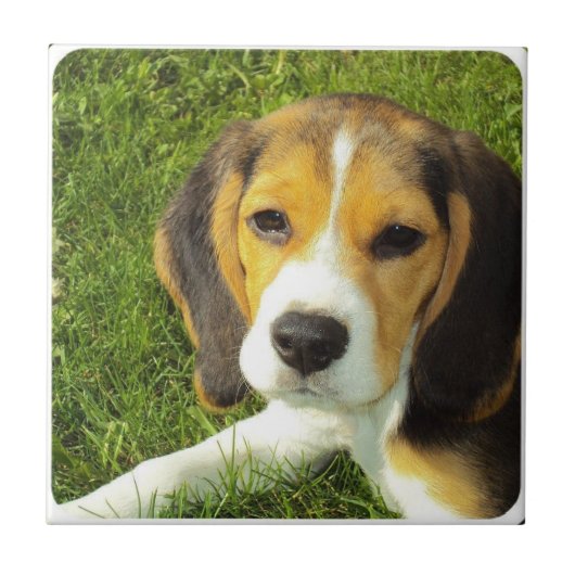 Beagle Tile Tegeltje (Voorkant)